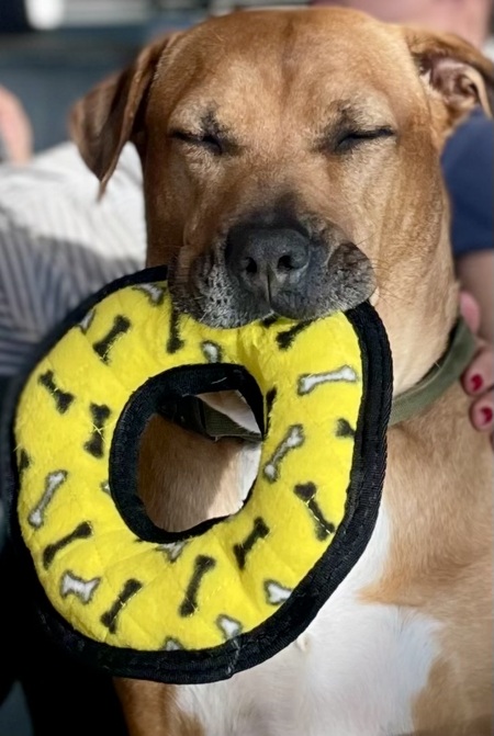 Entry image for Scooby. Clicking this image will show a larger photo