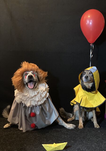 Entry image for Jack and Drake. Clicking this image will show a larger photo