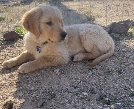 Entry image for Marley . Clicking this image will show a larger photo