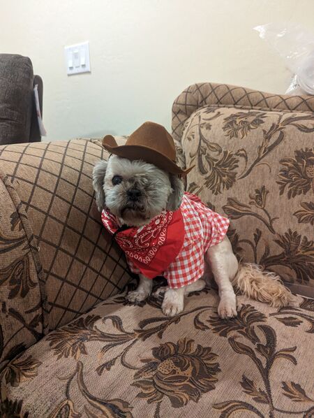 Entry image for Buster. Clicking this image will show a larger photo
