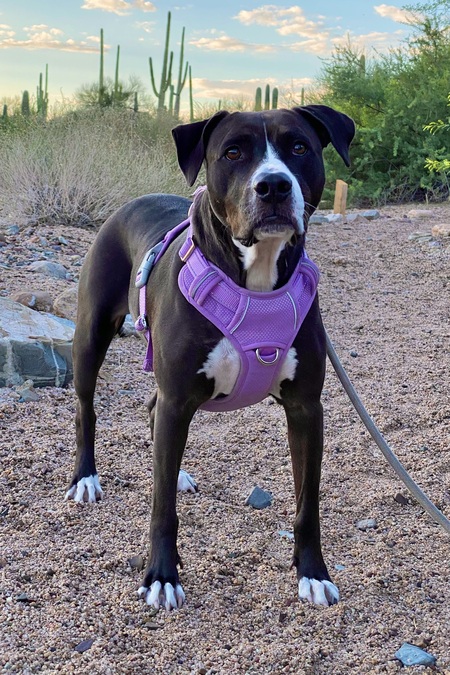 Entry image for Callie. Clicking this image will show a larger photo