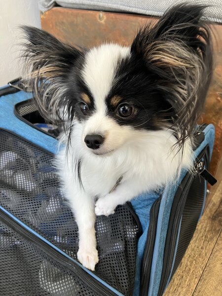 Entry image for Luca. Clicking this image will show a larger photo
