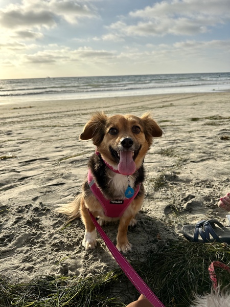 Entry image for Lady  (First visit to the Beach!). Clicking this image will show a larger photo