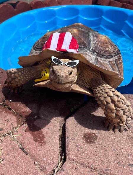 Entry image for Cat (the Sulcata tortoise) . Clicking this image will show a larger photo