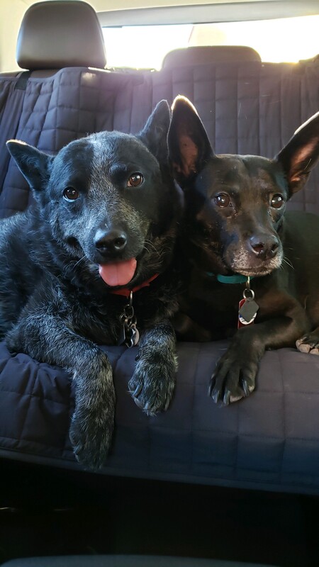 Entry image for Max and Ivy. Clicking this image will show a larger photo