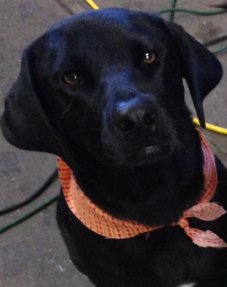 Entry image for Kody. Clicking this image will show a larger photo
