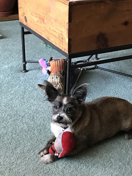 Entry image for Baxter. Clicking this image will show a larger photo