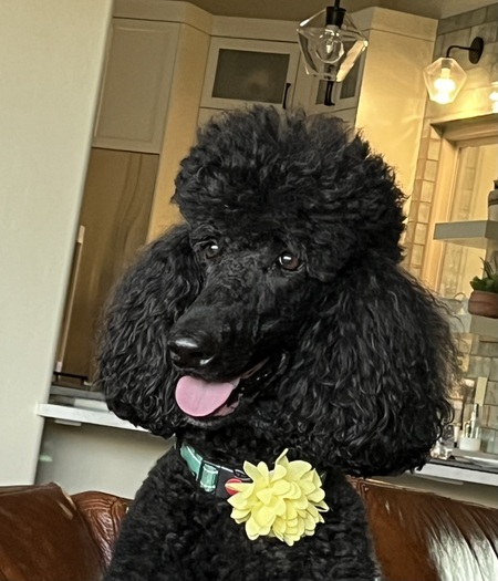 Entry image for Cassidy. Clicking this image will show a larger photo