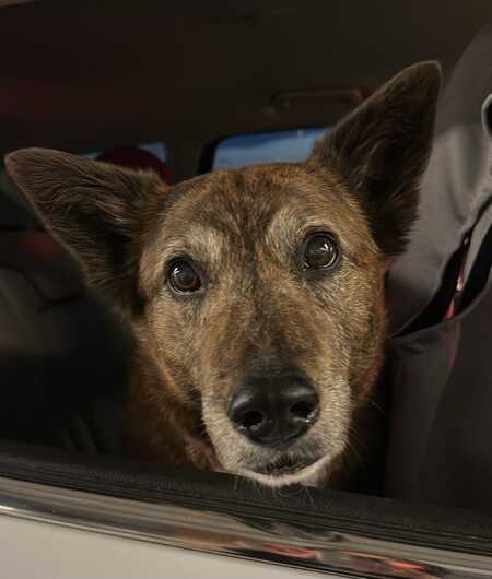 Entry image for Bindi. Clicking this image will show a larger photo