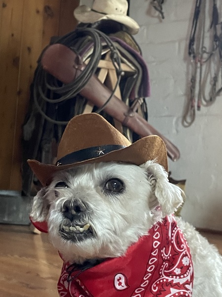 Entry image for Chester. Clicking this image will show a larger photo