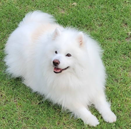 Entry image for Joey. Clicking this image will show a larger photo