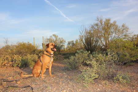 Entry image for Marula. Clicking this image will show a larger photo