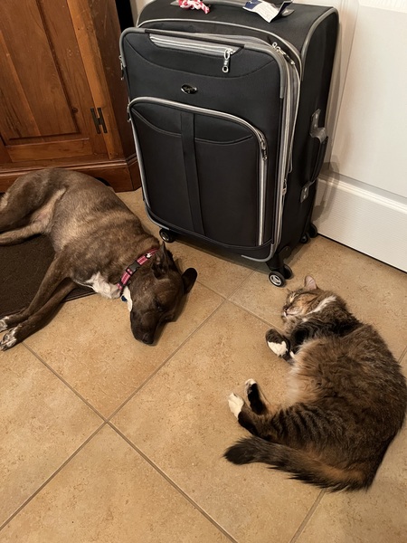 Entry image for Sadie & Boots. Clicking this image will show a larger photo
