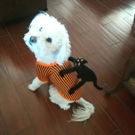 Entry image for Sammie Joe. Clicking this image will show a larger photo