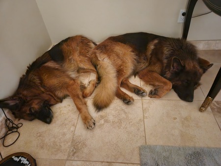 Entry image for Rex Arnoldi and Thor Arnoldi . Clicking this image will show a larger photo