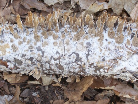 White Funk on a Log