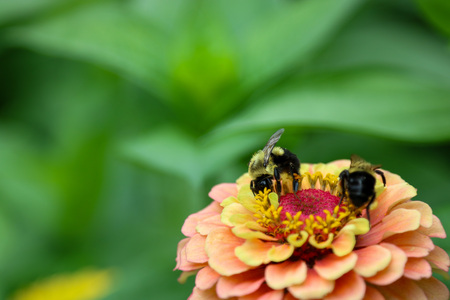 The Dance of the Bees