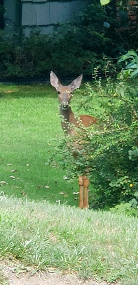 Oh deer, I see you