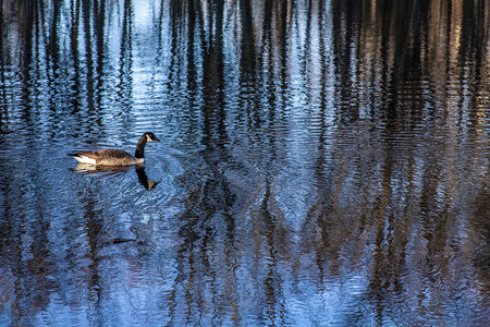 Blue Goose