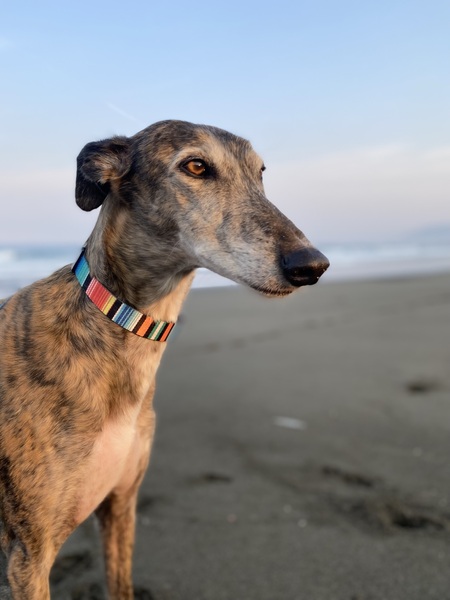 Finn