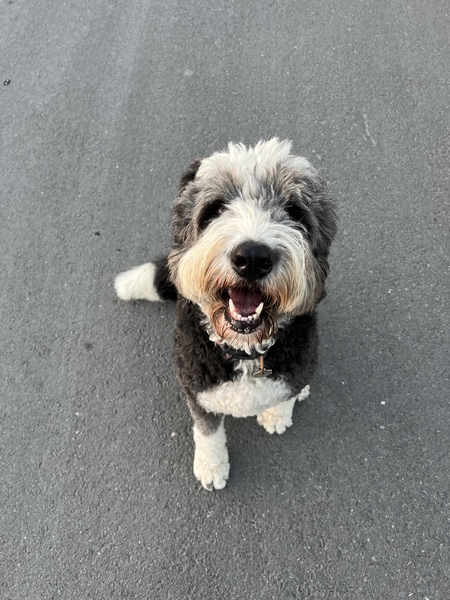 Gigi