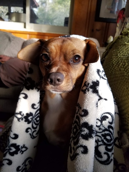 Chester