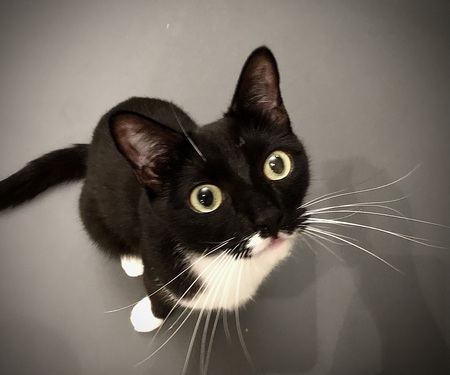 Kiki