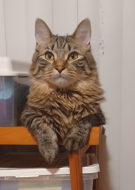 Chewie