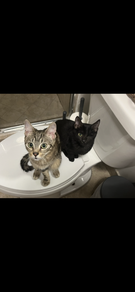 Clementine (grey) and Oliver (black) 