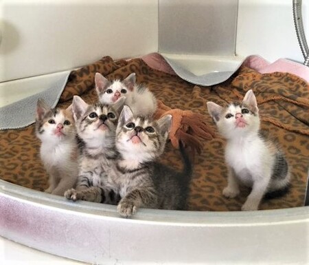 Waiting for loving homes