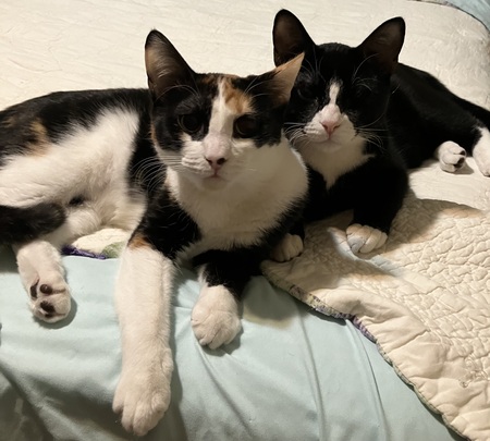 Mishka and Sylvester 