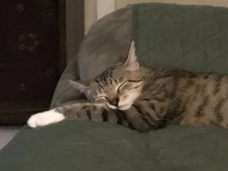 Lilly