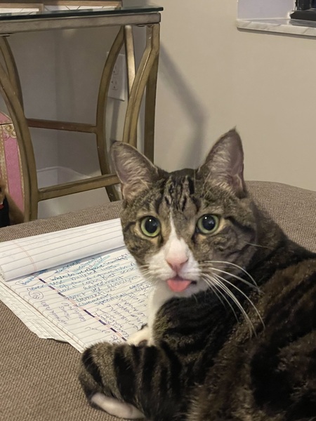 Claude Meownet