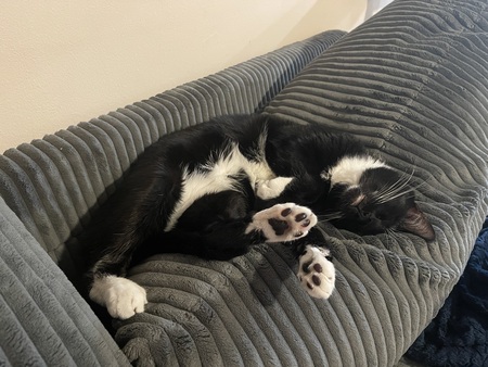 Mittens