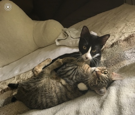 Binx & Nikki