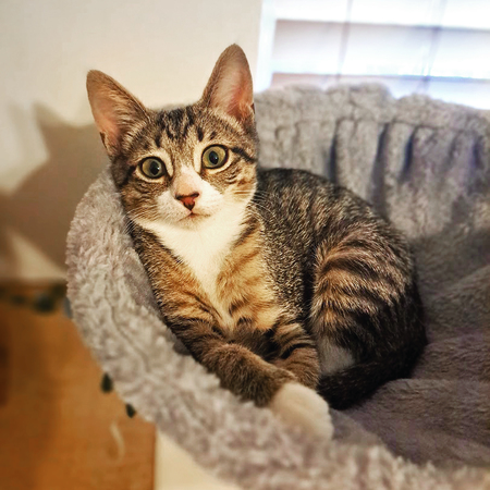 Rowdy Ronda (McNugget)