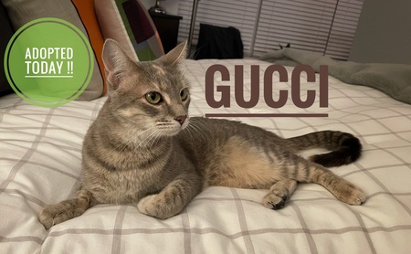 Gucci 