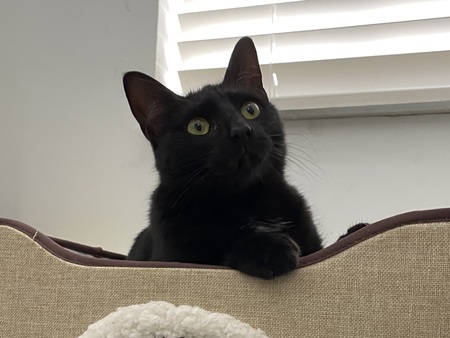 Penny (aka Bean Dip)