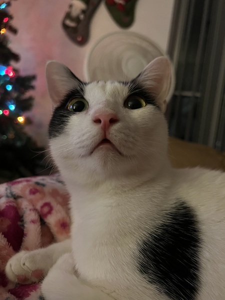 Meeko