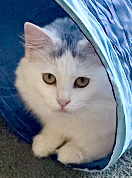 Gelsomina Fluffi