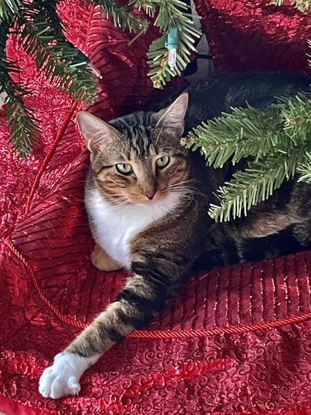 Rascal