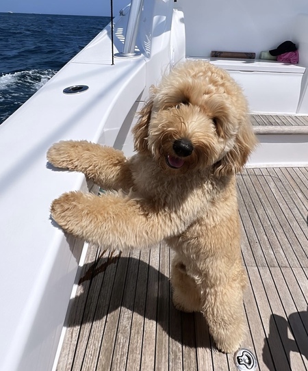 Teddy 