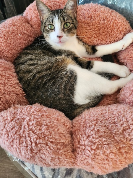 Priscilla 