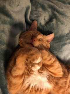 Buddy