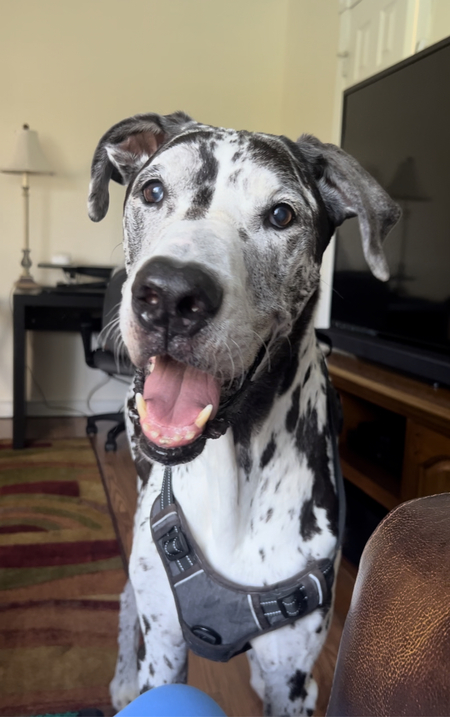 Lou