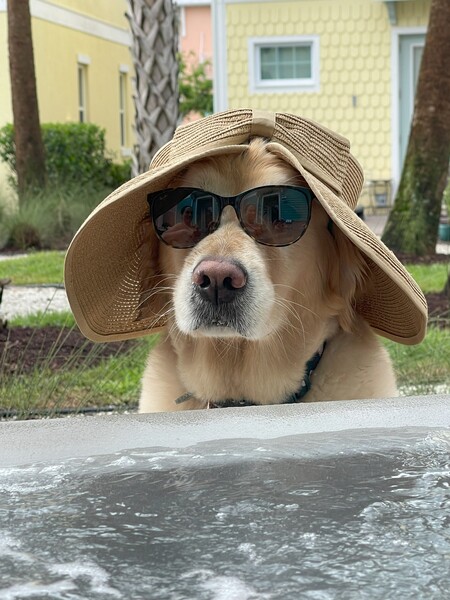 Stella