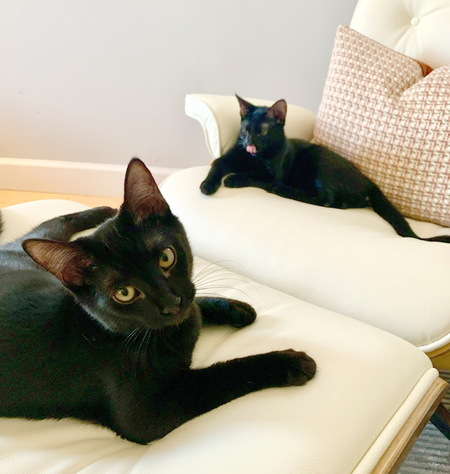 Lola and Lambert