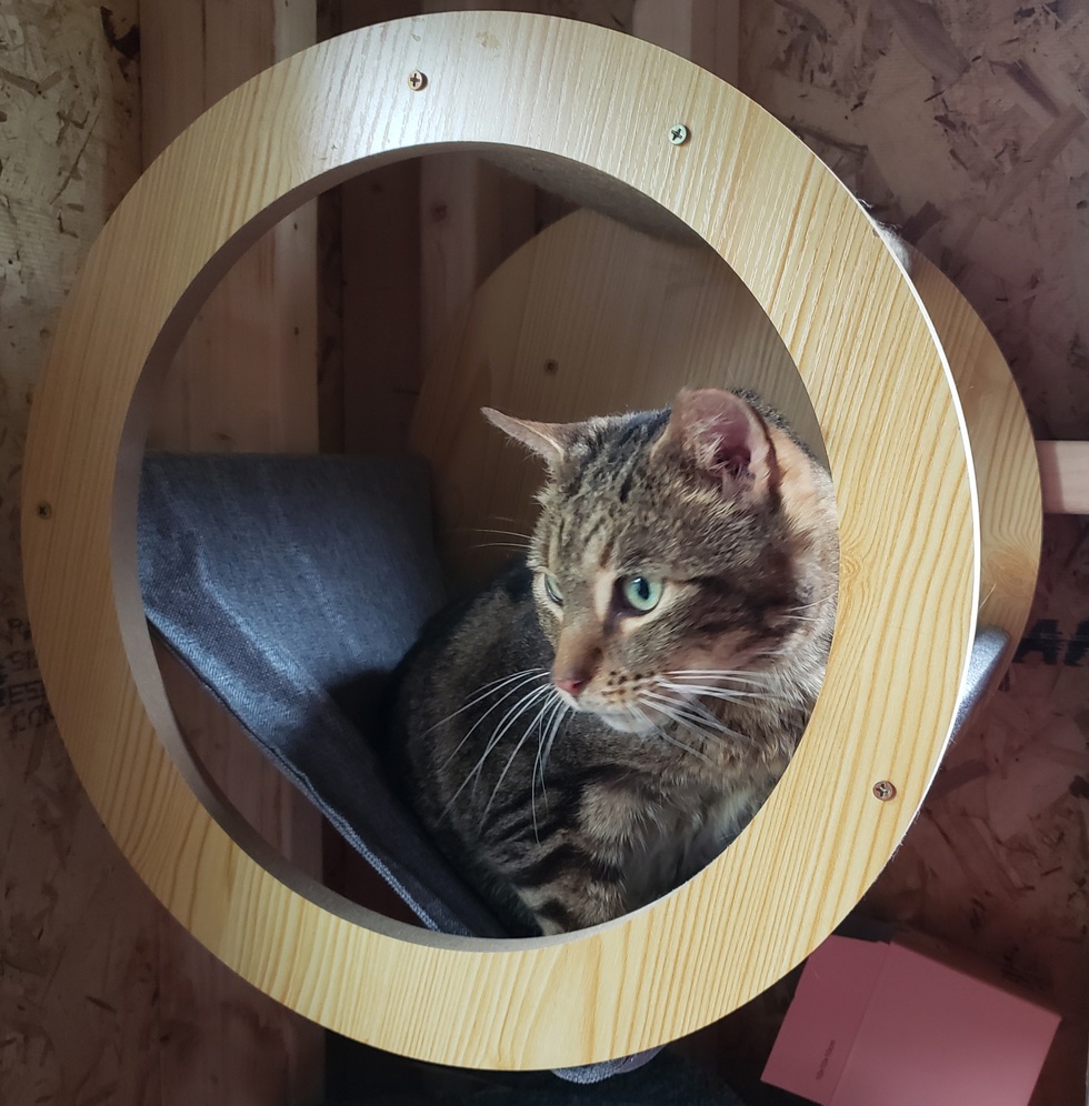 Vote for Foxy 2025 Cat Calendar Contest