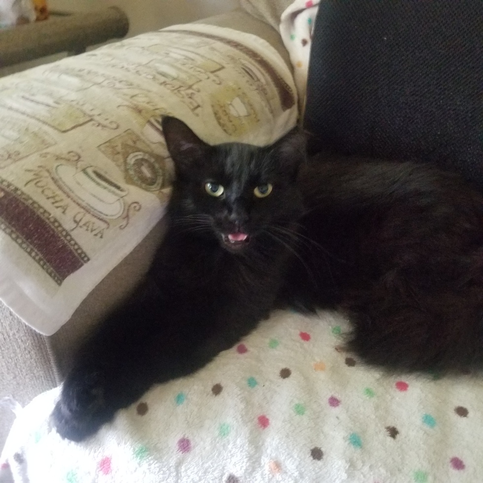 Vote for Mookie (aka Countess) 2024 Cat Calendar Contest