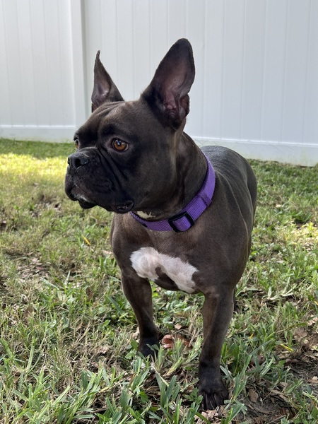Zora